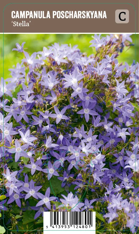 Tähtikello – Campanula poscharskyana ’Stella’ VIPS