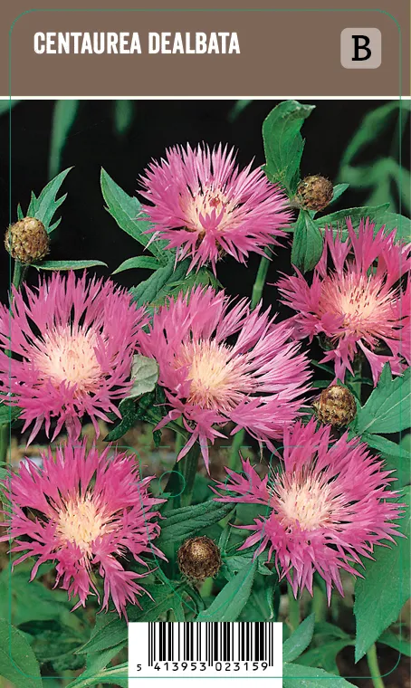 Huopakaunokki – Centaurea dealbata VIPS