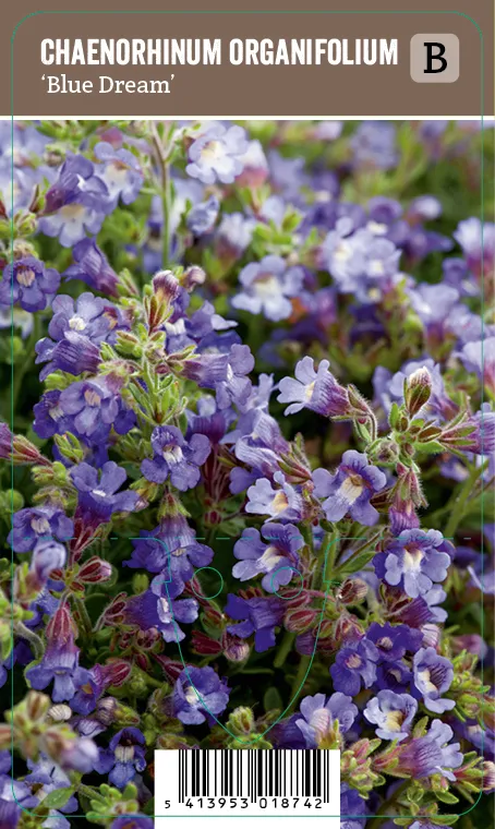 Meiramikissankita – Chaenorhinum organifolium ’Blue Dream’ VIPS