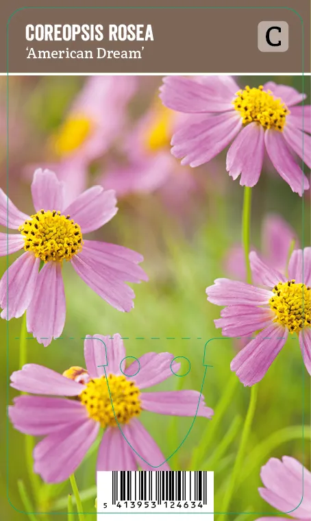 Ruusukaunosilmä – Coreopsis rosea ’American Dream’ VIPS