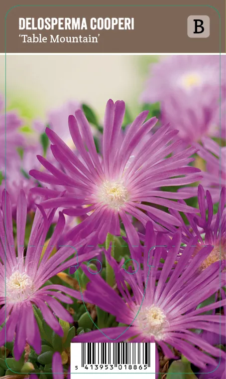 Piikkipäivikki, liila – Delosperma cooperi ’Table Mountain’ VIPS