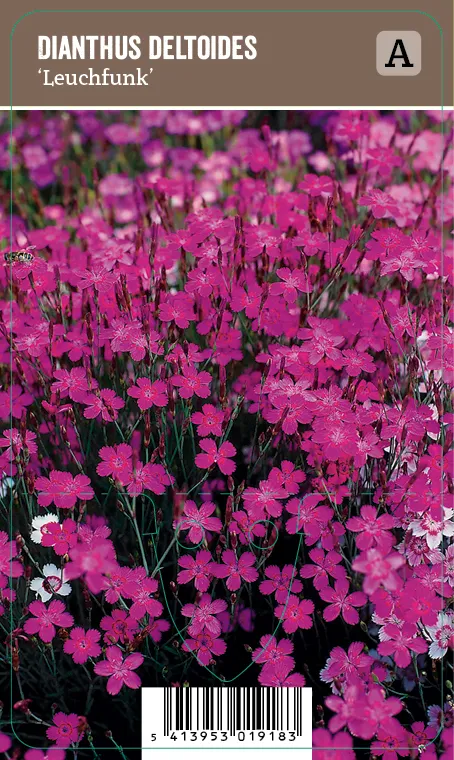 Ketoneilikka, liila – Dianthus deltoides ’Leuchfunk’ VIPS