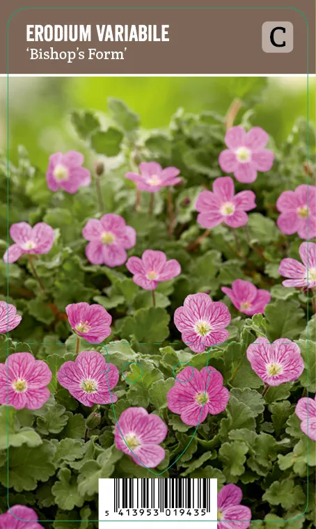 Kivikkokurjennokka – Erodium variabile ’Bishop’s Form’ VIPS