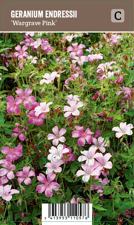 Espanjankurjenpolvi – Geranium endressii ’Wargrave Pink’ VIPS