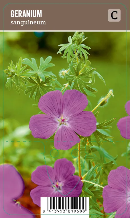 Verikurjenpolvi – Geranium sanguineum VIPS
