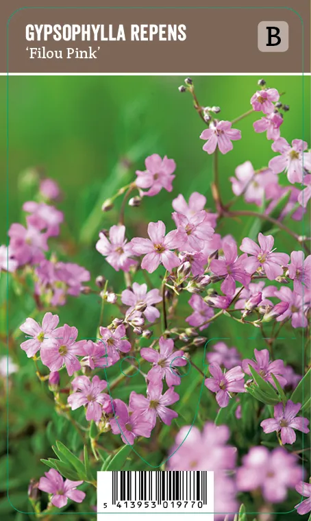 Mätäsharso, vaaleanpunainen – Gypsophila repens ’Filou Pink’ VIPS