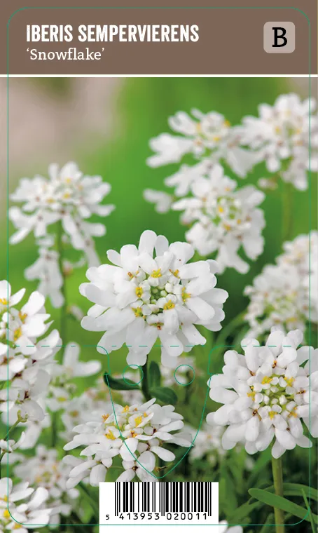 Talvisaippo – Iberis sempervirens ’Snowflake’ VIPS