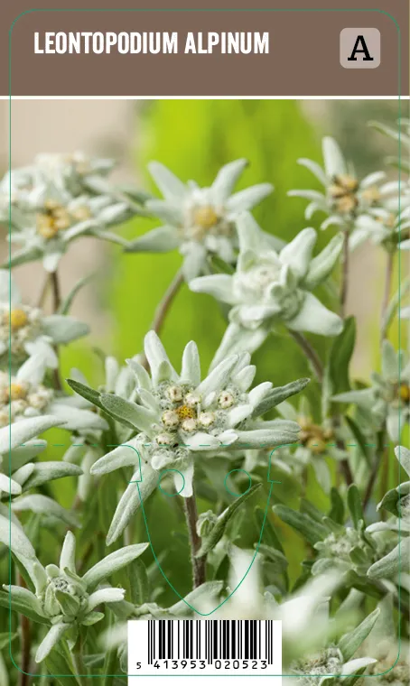 Euroopanalppitähti (Edelweiss) – Leontopodium alpinum VIPS
