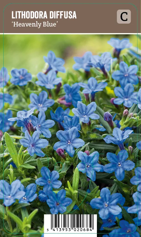 Sinilemmiö – Lithodora diffusa ’Heavenly Blue’ VIPS