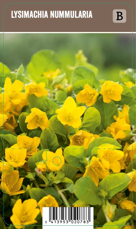 Suikeroalpi – Lysimachia nummularia VIPS