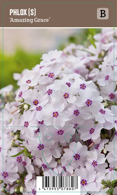Sammalleimu – Phlox subulata ’Amazing Grace’ VIPS