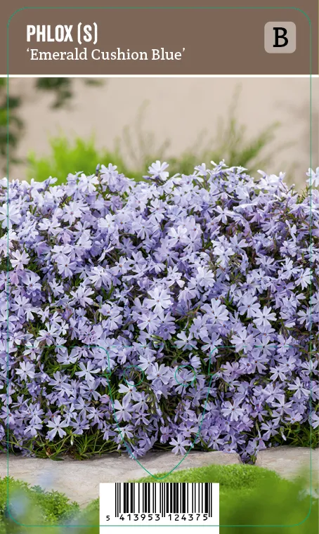 Sammalleimu – Phlox subulata ’Emerald Cushion Blue’ VIPS
