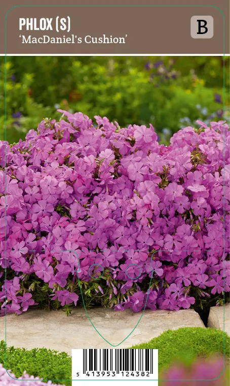 Sammalleimu, violetti – Phlox subulata ’MacDaniel’s Cushion’ VIPS