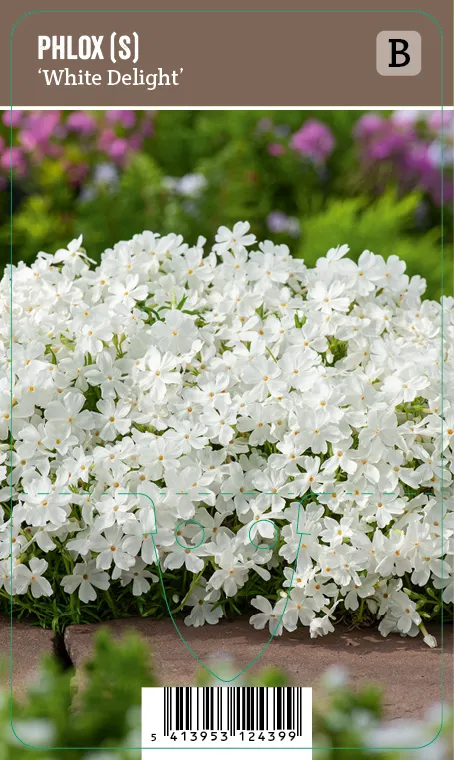 Sammalleimu, valkoinen – Phlox subulata ’White Delight’ VIPS