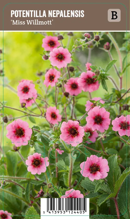 Hanhikki, Nepalinhanhikki – Potentilla nepalensis ’Miss Willmott’ VIPS
