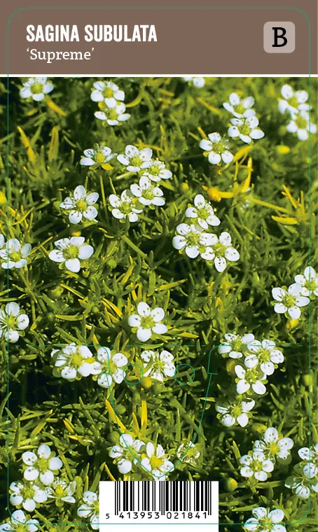 Polkuhaarikko – Sagina subulata ’Supreme’ VIPS