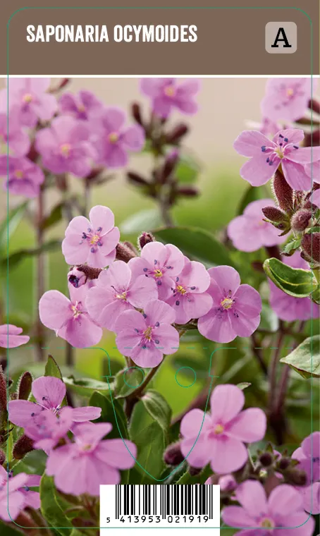 Kivikkosuopayrtti – Saponaria ocymoides VIPS