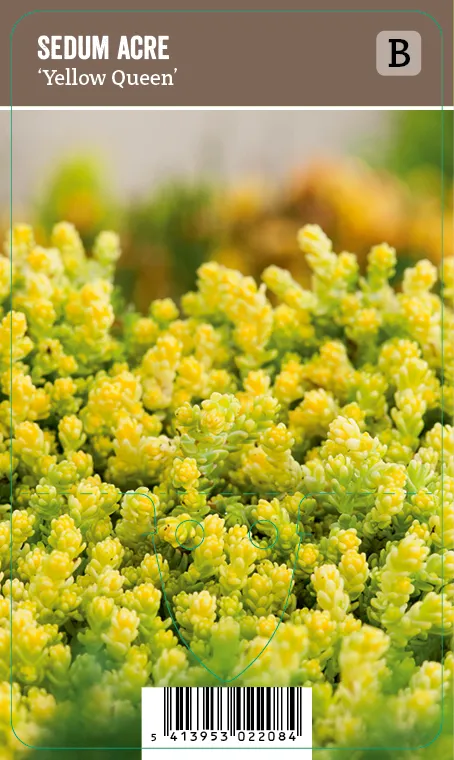 Keltamaksaruoho – Sedum acre ’Yellow Queen’ VIPS