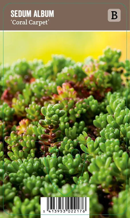 Valkomaksaruoho – Sedum album ’Coral Carpet’ VIPS