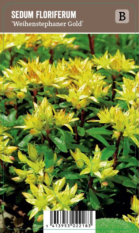 Kultamaksaruoho – Sedum floriferum ’Weihenstephaner Gold’ VIPS