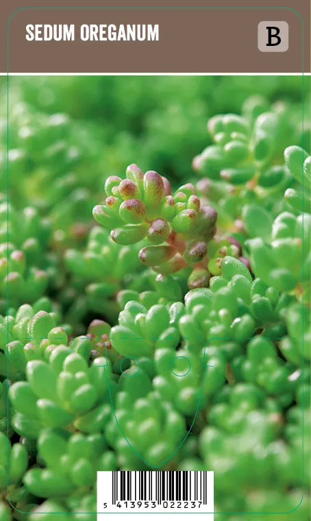 Oregoninmaksaruoho – Sedum oreganum VIPS