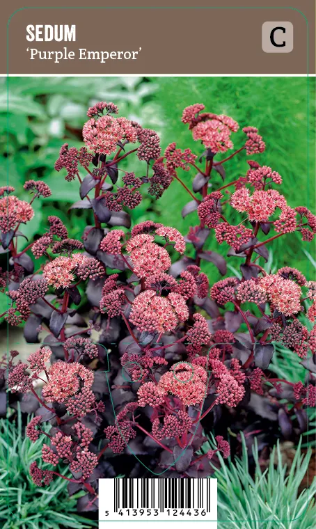 Komeamaksaruoho – Sedum ’Purple Emperor’ VIPS