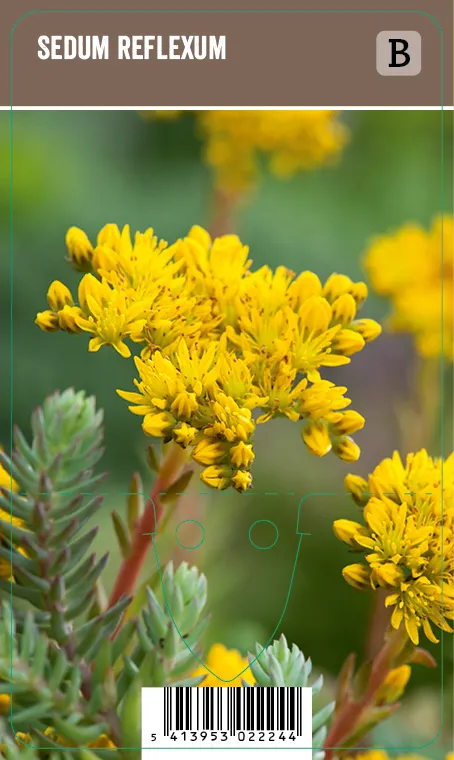 Kalliomaksaruoho – Sedum reflexum VIPS