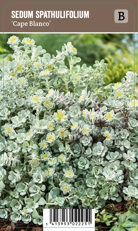 Lusikkamaksaruoho – Sedum spathulifolium ‘Cape Blanco’ Vips