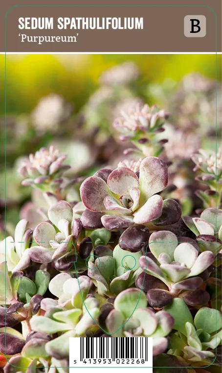 Lusikkamaksaruoho – Sedum spathulifolium ‘Purpureum’ Vips