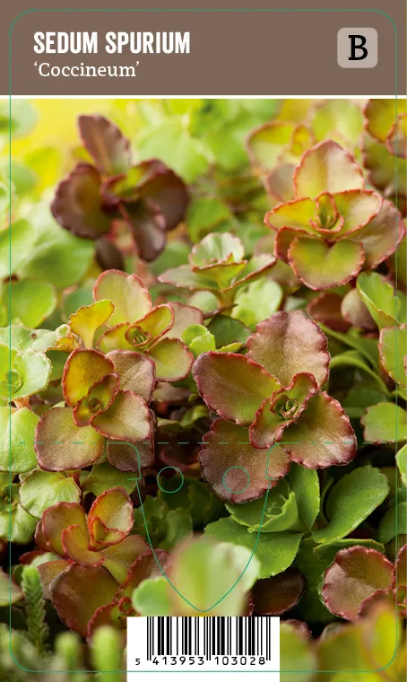 Kaukasianmaksaruoho – Sedum spurium ‘Coccineum’ Vips