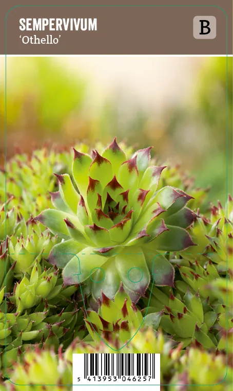 Kivikkomehitähti – Sempervivum ‘Othello’ Vips