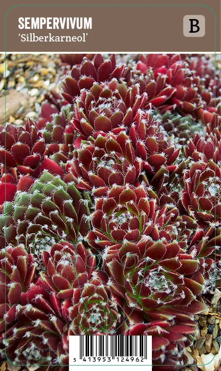Kivikkomehitähti – Sempervivum ‘Silberkarneol’ Vips