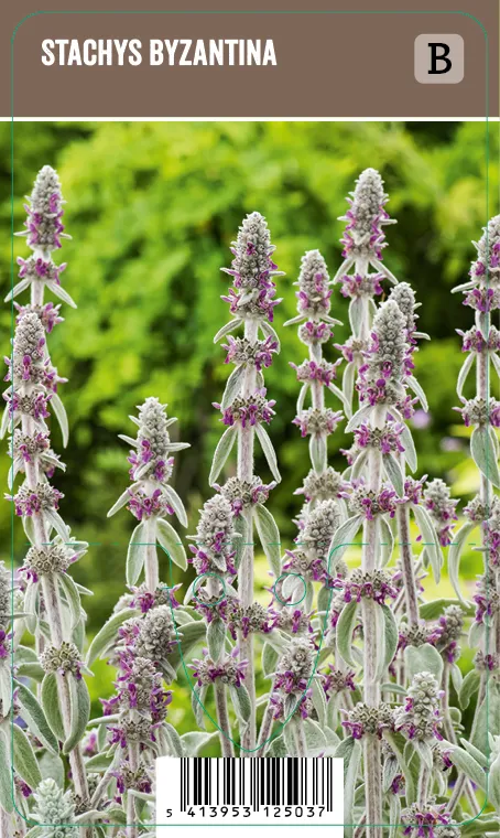 Nukkapähkämö – Stachys byzantina Vips