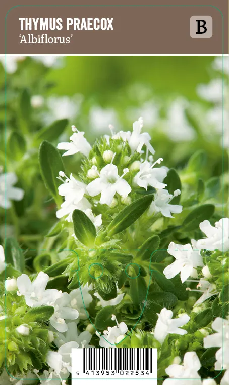 Harmaa-ajuruoho, valkoinen – Thymus praecox ‘Albiflorus’ Vips