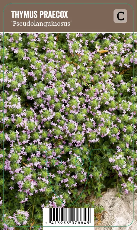 Harmaa-ajuruoho – Thymus praecox ‘Pseudolanguinosus’ Vips