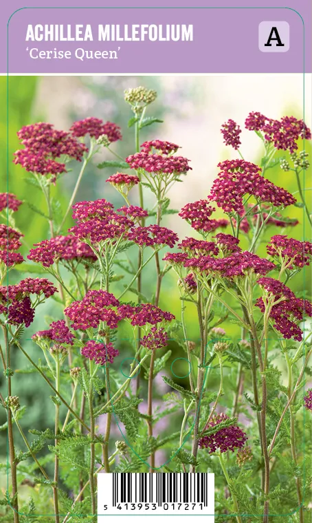 Punakärsämö – Achillea millefolium ‘Cerise Queen’ Vips