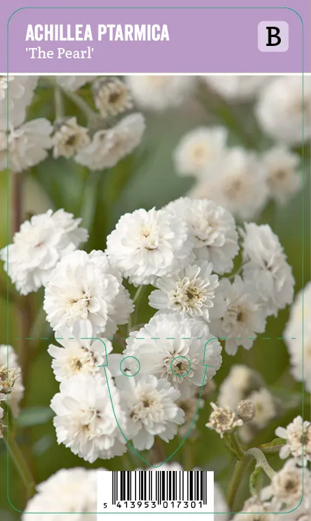 Ojakärsämö – Achillea ptarmica ‘The Pearl’ Vips