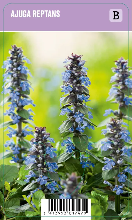 Rönsyakankaali – Ajuga reptans Vips