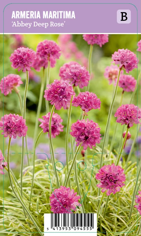 Rantalaukkaneilikka – Armeria maritima ‘Abbey Deep Rose’ Vips