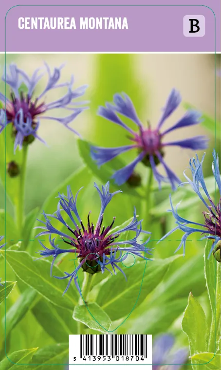 Vuorikaunokki – Centaurea montana Vips