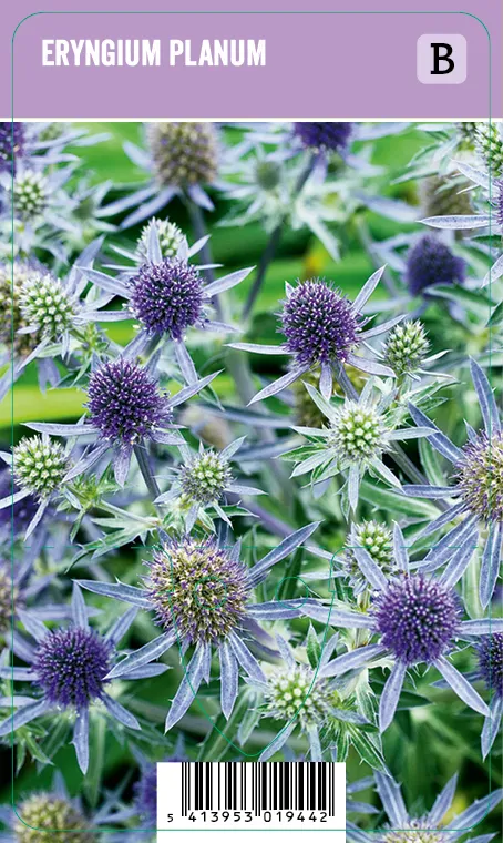 Sinipiikkiputki – Eryngium planum Vips