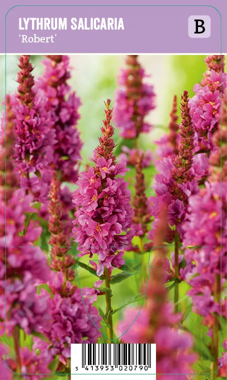 Pohjanrantakukka – Lythrum salicaria ‘Robert’ Vips