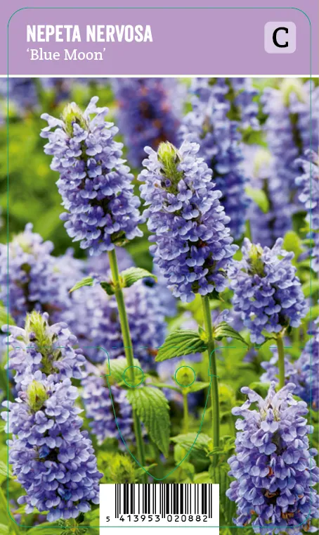 Tähkäkissanminttu – Nepeta nervosa ‘Blue Moon’ Vips
