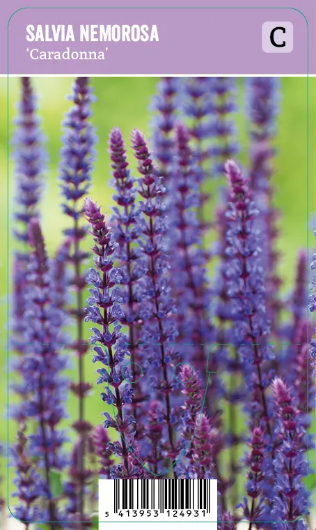 Loistosalvia – Salvia nemorosa ‘Caradonna’ Vips