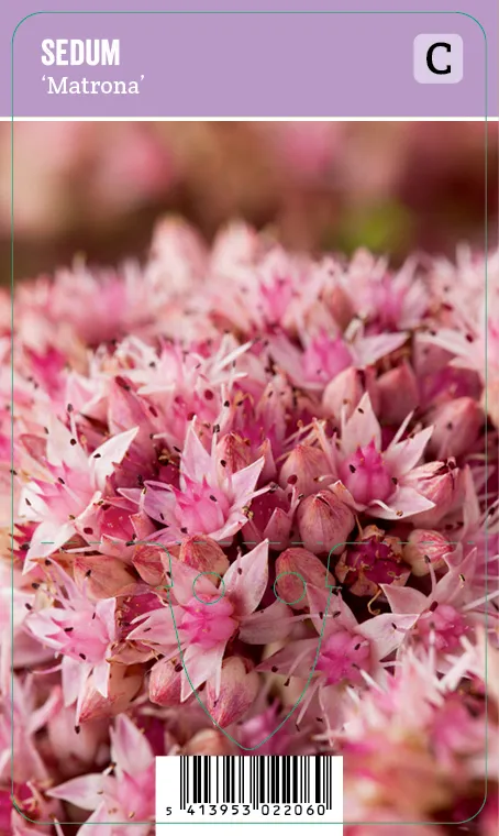 Maksaruoho – Sedum ‘Matrona’ Vips