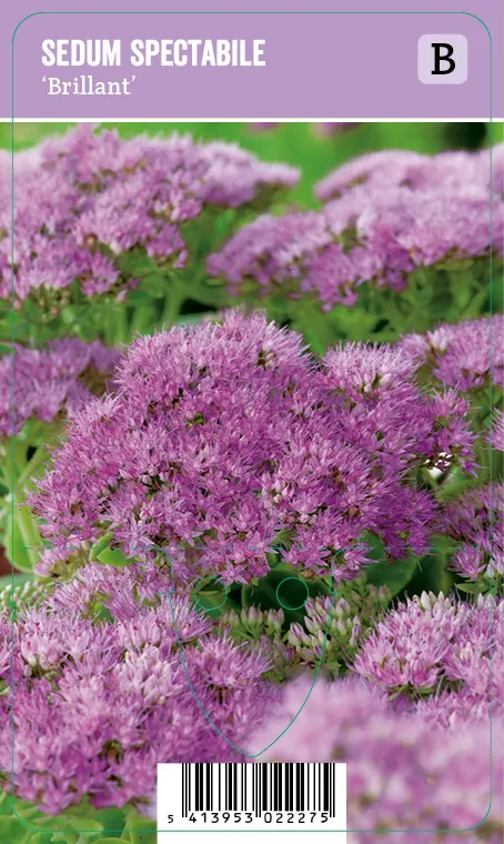 Syysmaksaruoho – Sedum spectabile ‘Brillant’ Vips
