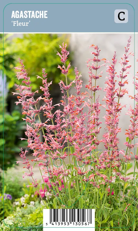 Yrtti-iiso – Agastache ‘Fleur’ Vips