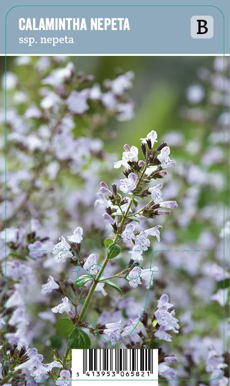 Kivikkokäenminttu – Calamintha nepeta ssp. nepeta Vips
