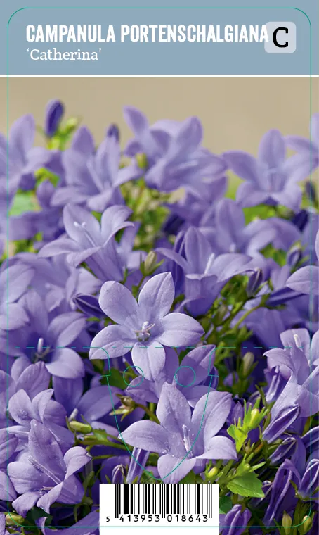 Muurikello – Campanula portenschlagiana ‘Catherina’ VIPS