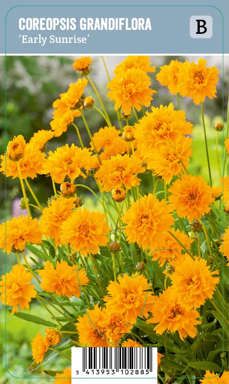 Isokaunosilmä – Coreopsis grandiflora ‘Early Sunrise’ VIPS